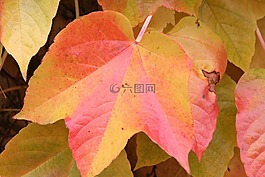 秋季,秋天的落葉,紅色