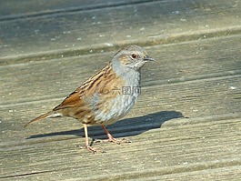 dunnock,鸟,动物