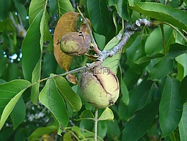 核桃,螺母,植物