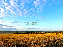 原野,小麥,夏天
