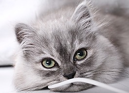 小猫,金吉拉,眼睛