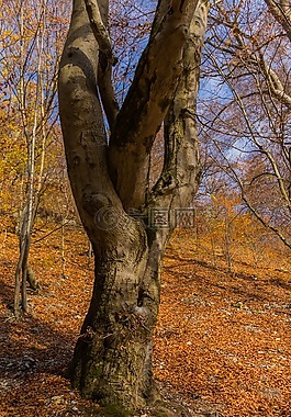 木材,性質(zhì),秋季