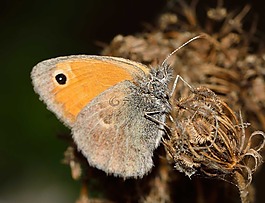 蝴蝶,coenonympha,pamphilus
