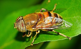 昆蟲,雙翅目,eristalinus