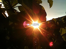 太陽,葉,自然