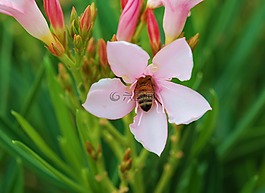 蜜蜂,授粉,春