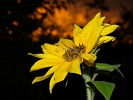 花園,夏季,日落