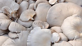 蘑菇,牡蛎,食品