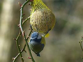 山雀,蓝雀,cyanistes 翅鸢
