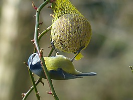 山雀,蓝雀,cyanistes 翅鸢