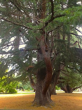 樹,枝杈,公園