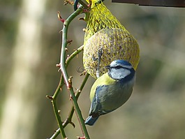 山雀,蓝雀,cyanistes 翅鸢