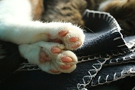 猫,爪子,小猫