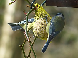 山雀,蓝雀,cyanistes 翅鸢