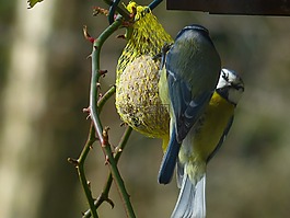 山雀,蓝雀,cyanistes 翅鸢