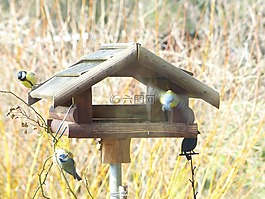 山雀,蓝雀,cyanistes 翅鸢