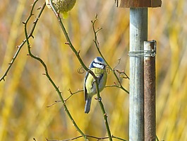 山雀,蓝雀,cyanistes 翅鸢