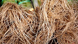 蔬菜,蔥,食品