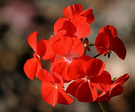天竺葵,紅色,花