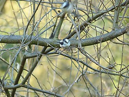 長尾山雀,aegithalos 頭部,麻雀鳥
