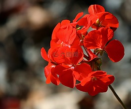 天竺葵,花的,植物