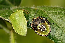半翅目,bug,nezara