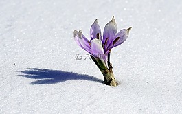 冬之花,雪,植物學(xué)