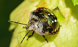 半翅目,bug,nezara