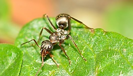 膜翅目,蚂蚁,serviformica