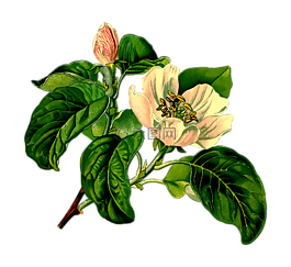 枝杈,落葉,水果