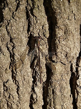 lestes 绿色,蜻蜓,昆虫