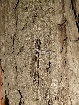 lestes 绿色,蜻蜓,昆虫