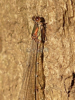 lestes 绿色,蜻蜓,昆虫