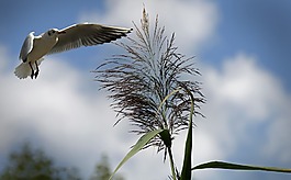 海鷗,鳥(niǎo),飛