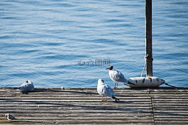 鷗,海鷗,鳥