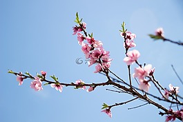 櫻花,天空,生活