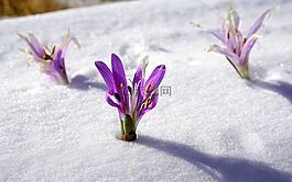 冬花,雪,植物学