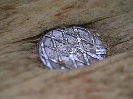 釘,宏,金屬