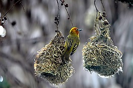 鳥(niǎo)巢,燕子,自然