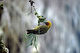 芬奇,鳥,投喂時間