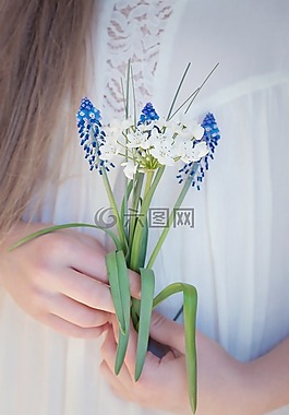 鮮花,風(fēng)信子,蘆筍廠