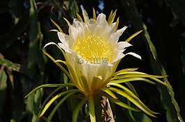 花,黃色花,美麗的花