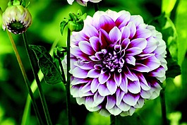 嬌琴紗,花,花園