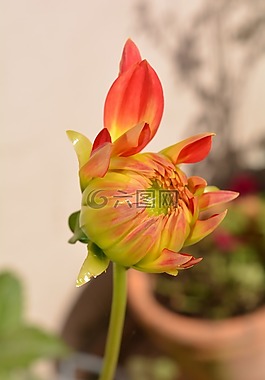 花,嬌琴紗,橙