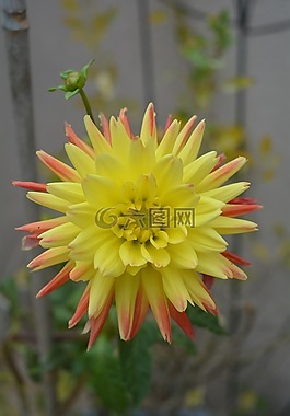 花,嬌琴紗,開花