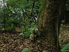 植物園,綠色,森林