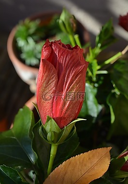 花,芙蓉,開花