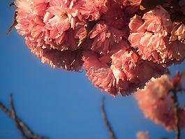 天空,蓝色,花