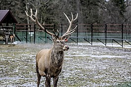 białowieża,哈特,角