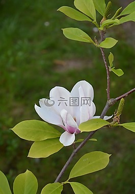 花,玉蘭,玫瑰